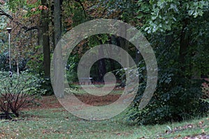 Forest park with path and bench