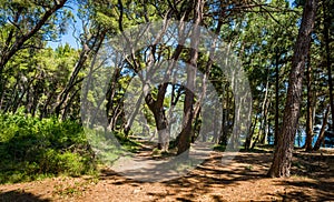 Forest park in Ratac, Montenegro