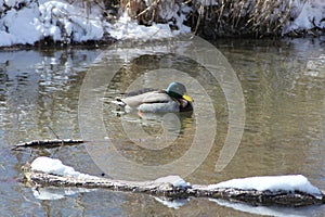 Forest Park Winter at Gondola Canals 2024 I