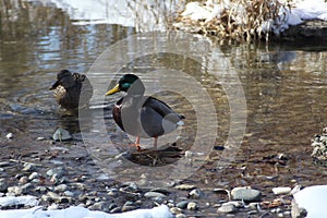 Forest Park Winter at Gondola Canals 2024 V