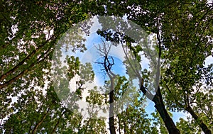 Forest park in Witkowice, Poland