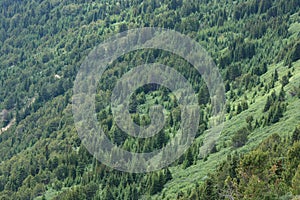 Forest on Parker Ridge