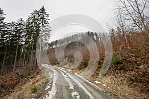 Forest passable road used by lumberjacks. Partly forest.