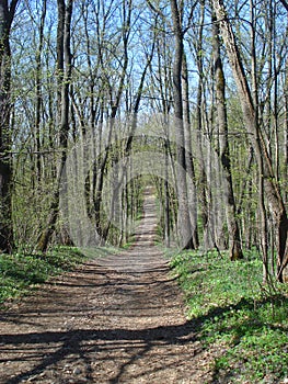 Forest path