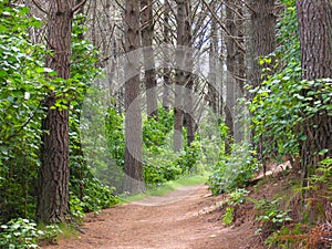 Forest Path