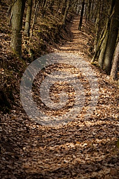 Forest path