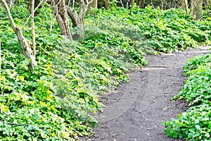 Forest path