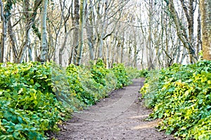 Forest path