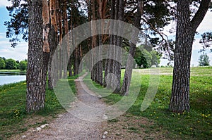 Forest path. Alley of tall trees.