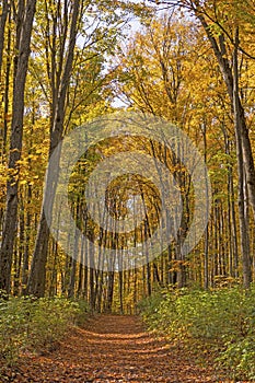 Forest Path Through Arching Trees in the Autumn