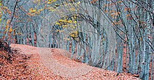 Forest path during autumn