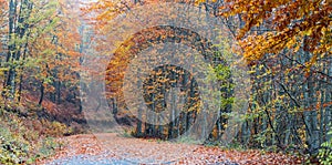 Forest path during autumn