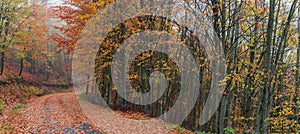 Forest path during autumn