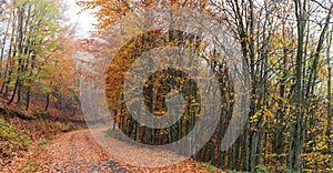 Forest path during autumn