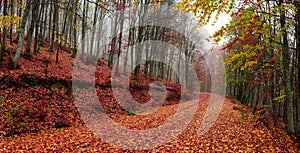 Forest path during autumn