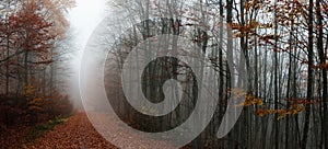 Forest path during autumn