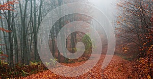 Forest path during autumn