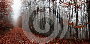 Forest path during autumn