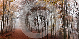 Forest path during autumn