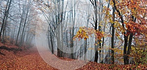 Forest path during autumn