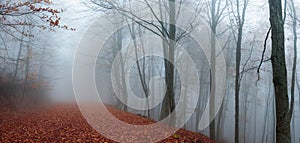 Forest path during autumn