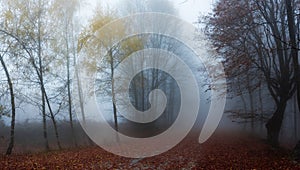 Forest path during autumn