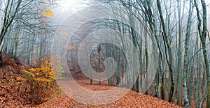 Forest path during autumn