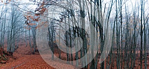 Forest path during autumn