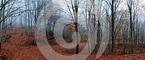 Forest path during autumn