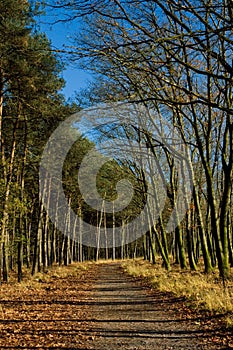 Forest path in autumn