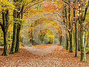 Forest path in autumn