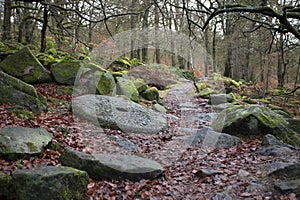 Forest path in autumn