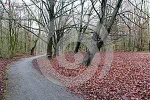 Forest path in autumn