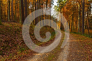 Forest path in autumn colors in the Tricity Landscape Park, Gdansk, Poland