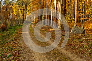 Forest path in autumn colors in the Tricity Landscape Park, Gdansk, Poland