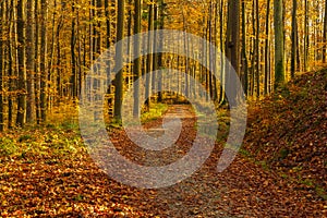 Forest path in autumn colors in the Tricity Landscape Park, Gdansk, Poland