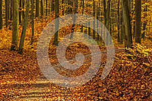 Forest path in autumn colors in the Tricity Landscape Park, Gdansk, Poland