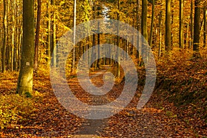 Forest path in autumn colors in the Tricity Landscape Park, Gdansk, Poland