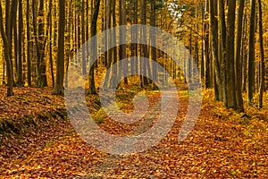 Forest path in autumn colors in the Tricity Landscape Park, Gdansk, Poland