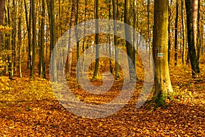 Forest path in autumn colors in the Tricity Landscape Park, Gdansk, Poland