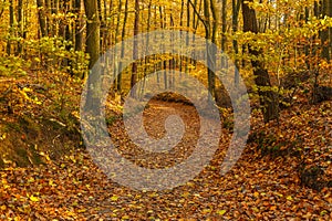 Forest path in autumn colors in the Tricity Landscape Park, Gdansk, Poland