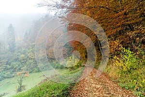 Forest path autumn with fog