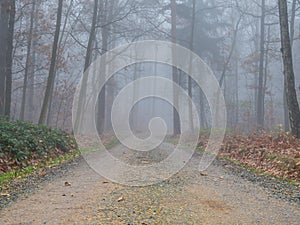Forest path in autumn fog