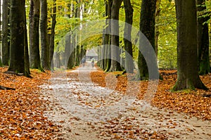 Forest path with autumn leaves on the ground and large trees on both sides