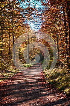 Forest path in autumn morning