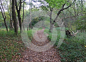 Forest path in autumn, national park kennemerland zuid in the Netherlands