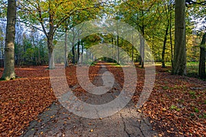 Forest path in autumn season