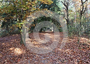 Forest path in Autumn, utrechtse heuvelrug in the Netherlands