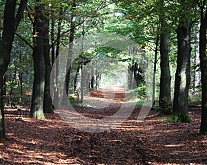 Forest path in Autumn, utrechtse heuvelrug in the Netherlands