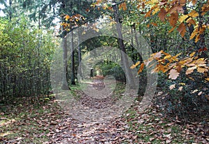 Forest path in Autumn, utrechtse heuvelrug in the Netherlands